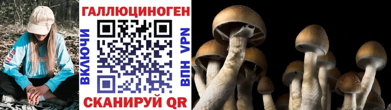Псилоцибиновые грибы Cubensis  Чекалин 
